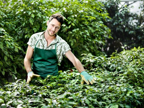 Healthy lawn care as part of garden maintenance in East Bedfont