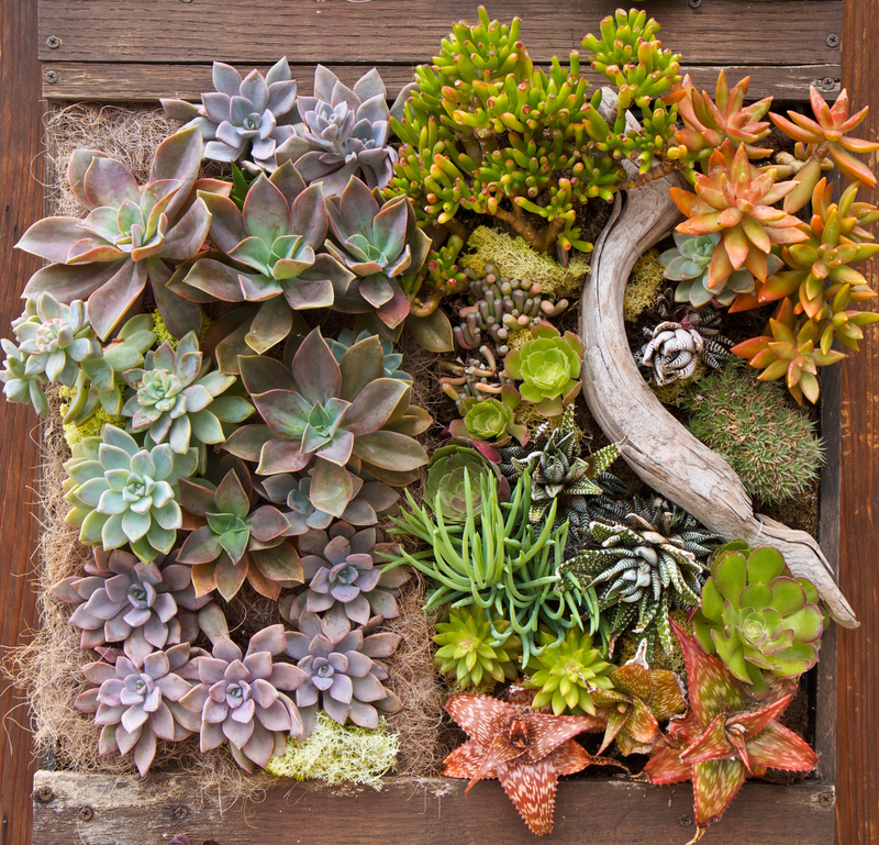 garden care garden