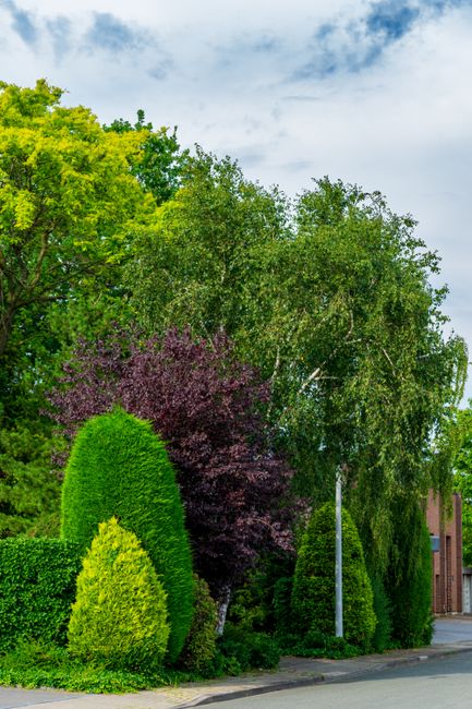 A lush hedge-lined street scene featuring a variety of well-maintained trees and shrubs in different shades of green and purple. Prominent in the foreground are neatly trimmed conical and rounded bush