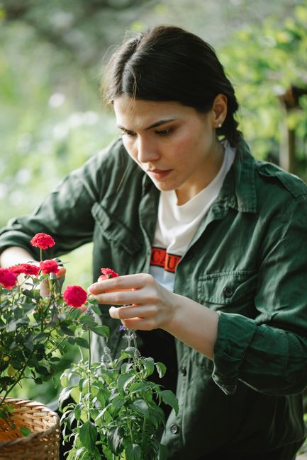 A woman with dark hair, dressed in a green jacket and white top, is tending to vibrant pink and purple flowering plants in a garden. She appears focused as she carefully handles the plants, which are 