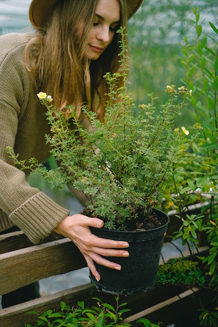 A woman with dark hair, dressed in a green jacket and white top, is tending to vibrant pink and purple flowering plants in a garden. She appears focused as she carefully handles the plants, which are 